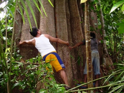 batulian circumference